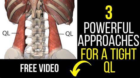 The Best Way To Stretch The Quadratus Lumborum Ql Fitness