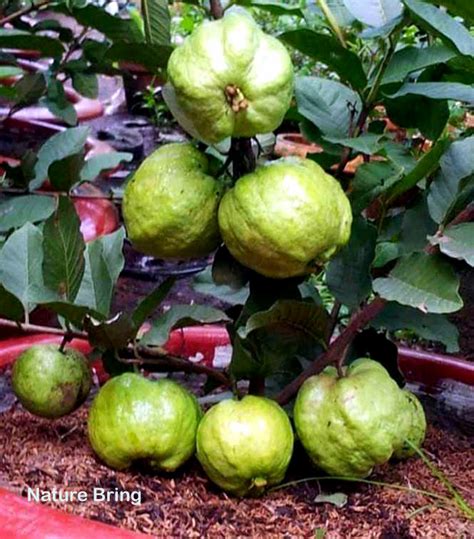 How To Grow Guava Tree In A Container Growing Guava Plant