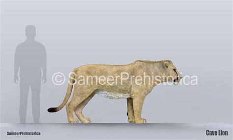 Cave Lion Size by SameerPrehistorica on DeviantArt