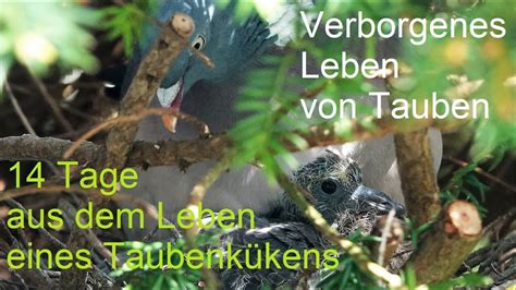 Verborgenes Leben Von Tauben Monat Taubenpaar Und Tage Des Lebens