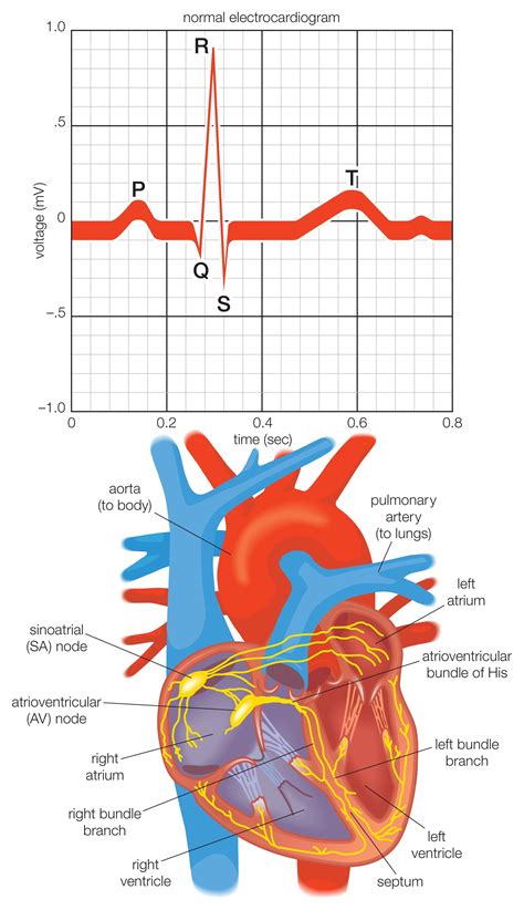 Electrical Heart Impulses Diagram Cardiac Electrophysiology