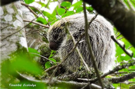 Coendú la protección de nuestra fauna y flora vea el video El Eco