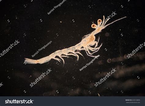 mysis zooplankton  microscope stock photo  shutterstock