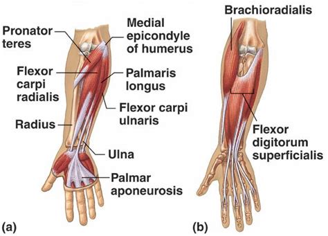 Pronator Teres: Origin, Insertion, Nerve Supply & Action » How To Relief