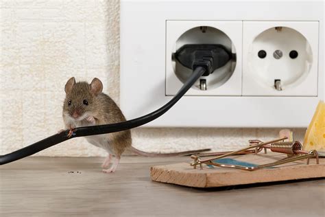 5 DIY Pest Control Tips for Homeowners | Household Pest Prevention