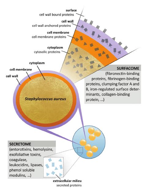 Localization Of Staphylococcus Aureus Virulence Factors In The Context