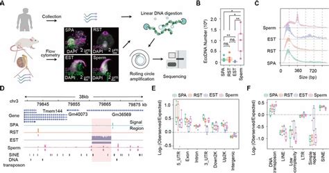 Overview Of Eccdna Formation During Mouse Spermatogenesis A