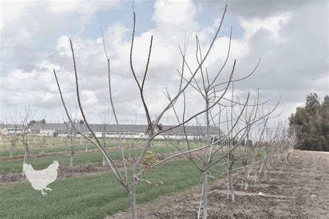 How To Treat Pecan Tree Diseases? — Farm & Animals