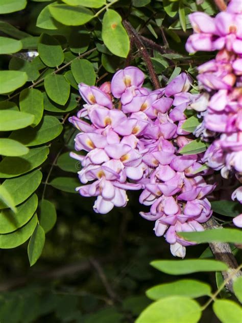 Blooming Chinese Wisteria Flowers In The Nature Stock Image Image Of