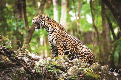 Dia Mundial da Vida Selvagem: a onça-pintada está em perigo! | WWF Brasil