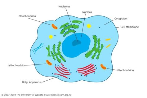 Mitochondria Animal Cell