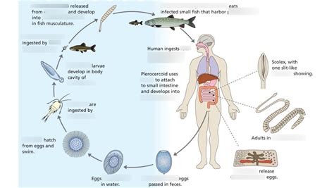 Tapeworm Life Cycle Diagram