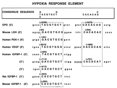 Hypoxia Stimulates Insulin Like Growth Factor Binding Protein 1 IGFBP