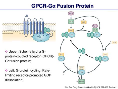 Ppt G Protein Coupled Receptor Gpcr Structure And Function