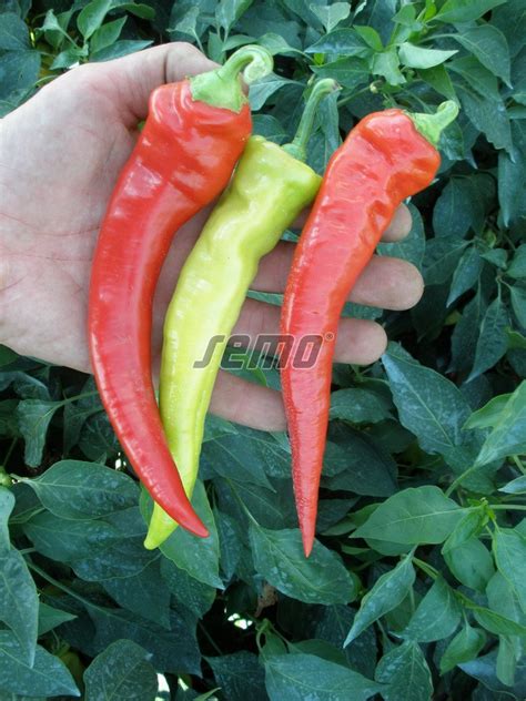 Hot Pepper Ohnivec Seeds SEMO