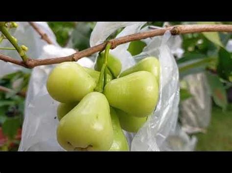 Cara Menanam Jambu Madu Dalam Pot Agar Cepat Berbuah Tabusalampot