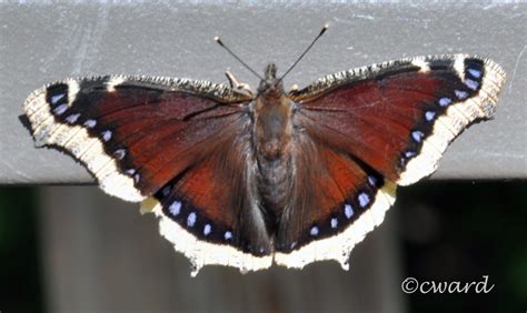 Mourning Cloak Nymphalis Antiopa Linnaeus 1758 Butterflies And