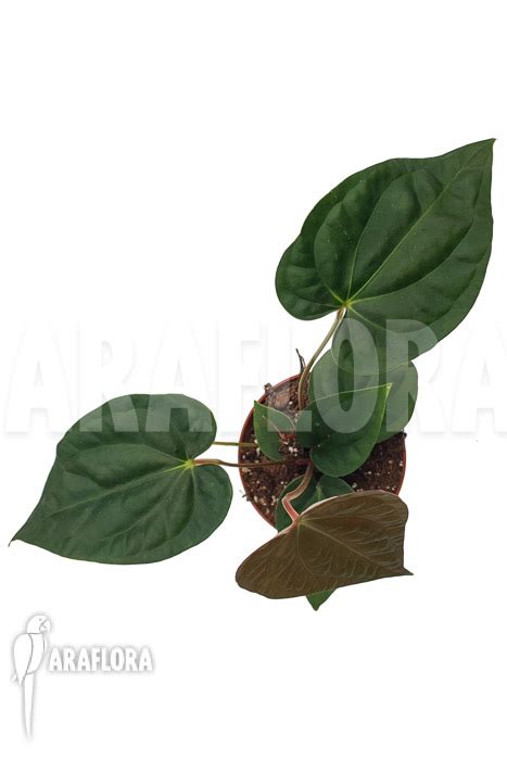 Araflora Exotic Flora And More Anthurium Regale X Luxurians