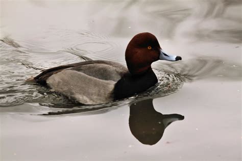 A view of a Canvasback Duck 10321533 Stock Photo at Vecteezy