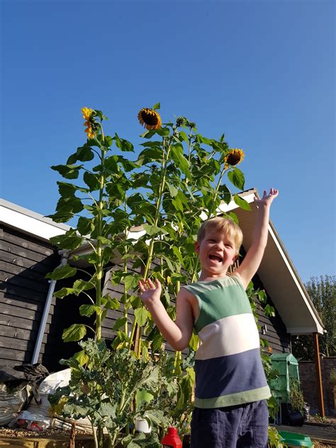Sunflower Growing Competition at Julian Romilly blog