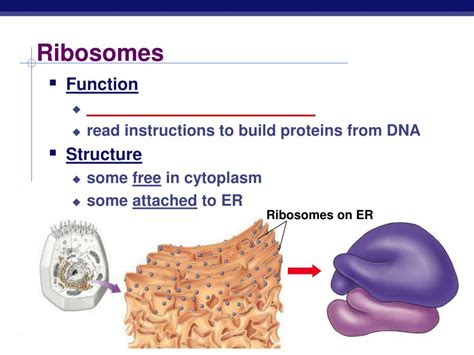 PPT - Cells & Cell Organelles PowerPoint Presentation, free download - ID:6062859