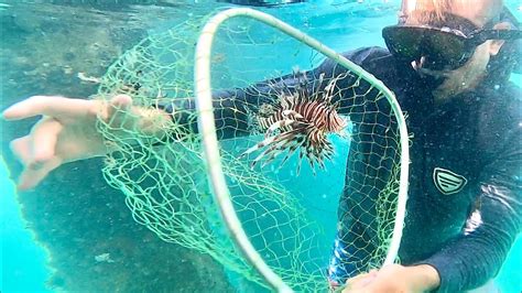 Hand Catching Lionfish Lionfish Catch Clean And Cook Youtube