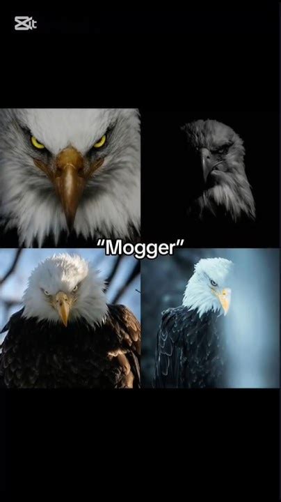 Real Mogger🤫🥶 Youtube