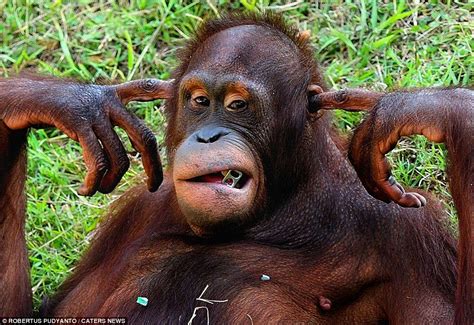 Hilarious Images Capture Animals Pulling Funny Faces Monkeys Funny