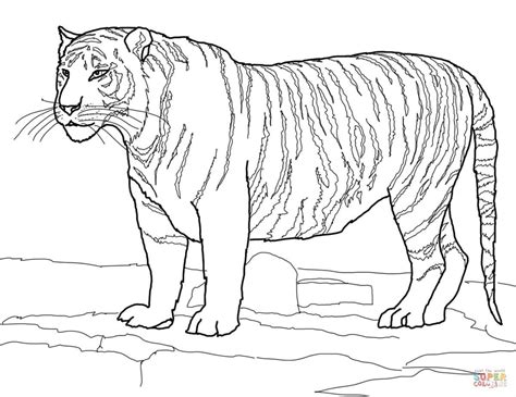 Tigre De Bengala Para Colorear E Imprimir Dibujos Para Colorear Porn