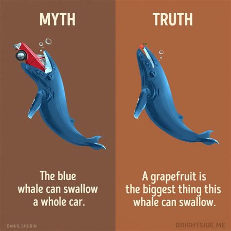 12 Myths About Animals That You Should STop Believe Now!