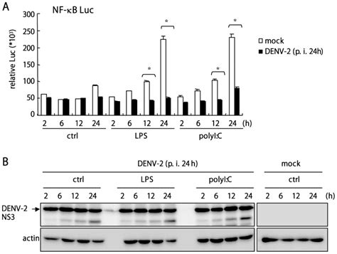 (A) Dual luciferase assay of reporter activity. A549 cells (1×105 ... 