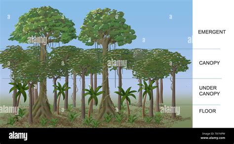 Rainforest Layers, Illustration Stock Photo - Alamy