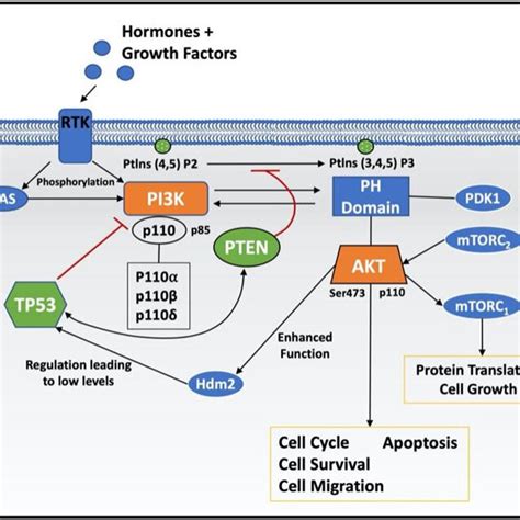 The Role Of TP53 In The PI3K AKT Signalling Pathway RTKs Are Activated