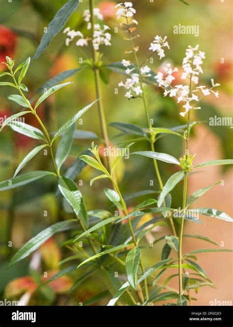 Lemon Verbena Lemon Beebrush Aloysia Citrodora Plant Leaves And