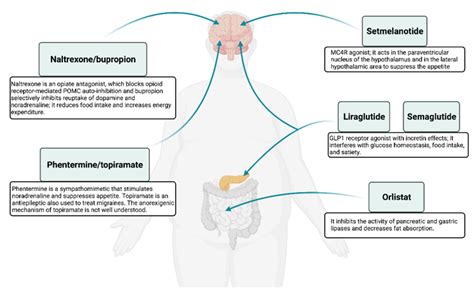 Biomolecules Free Full Text Obesityan Update On The Basic