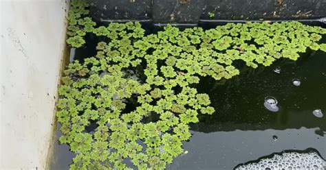 Azolla caroliniana La planta que podría salvar a la humanidad en una