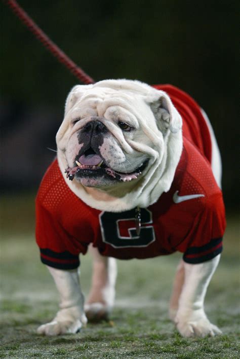 Ready for Uga VIII? A look back at Georgia's beloved mascot