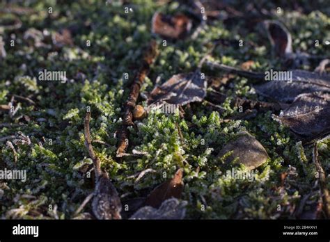 Frozen forest floor Stock Photo - Alamy