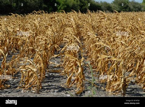 Corm Crop Failure Due To Drought In South Texas Almost A Total Loss