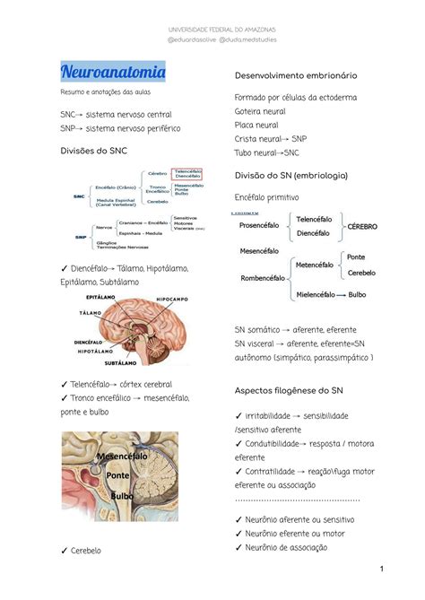 Solution Neuroanatomia Studypool