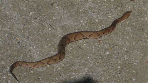 How To Know Its A Copperhead Snae