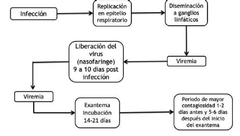 Fichas de aprendizaje Enfermedades exantemáticas Quizlet