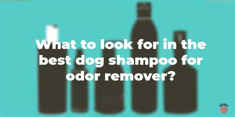 11 Best Dog Shampoos for Odor Control – Keep Your Dog Aromatic