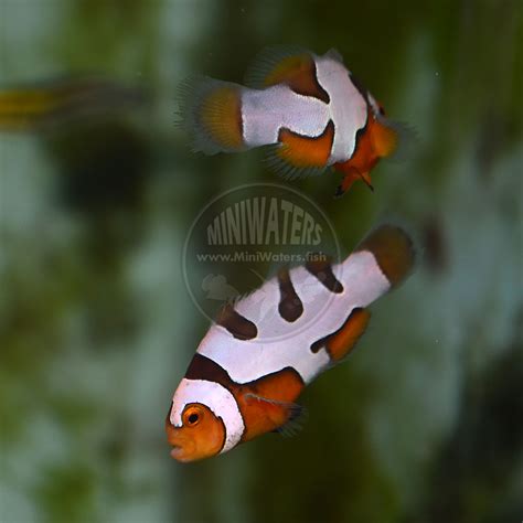 Amphiprion percula "Picasso" Percula Clownfish, Premium Grade - Shop ...