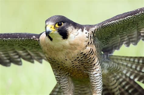 Wildlife of the Squamish Trails - Squamish Adventure