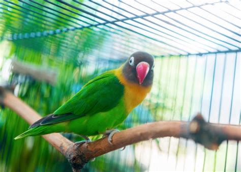 7 Best Bird Perches: The Ultimate Buying Guide