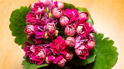 41 Different Types of Kalanchoe Varieties You'll Love