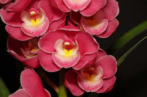 September Southern Suburbs Orchid Society Inc