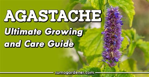 Agastache Ultimate Growing And Care Guide Sumo Gardener