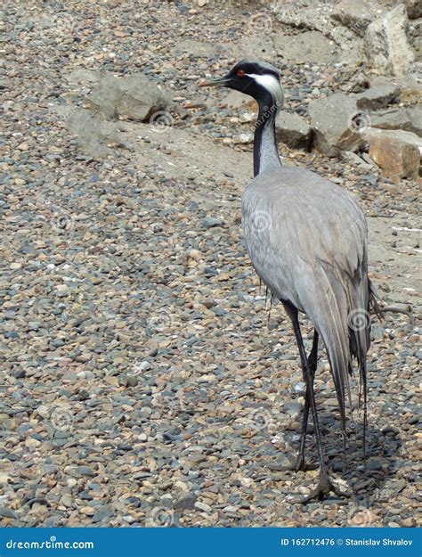 Crane in the wild. stock photo. Image of animal, natural - 162712476